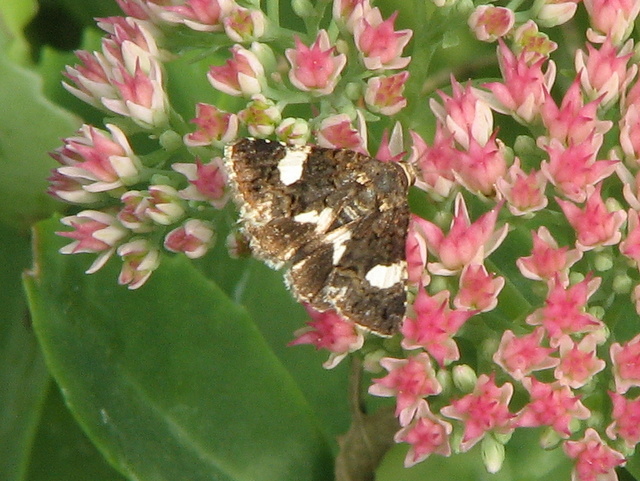 Altra noctuidae